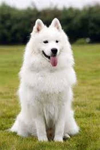 images (5)